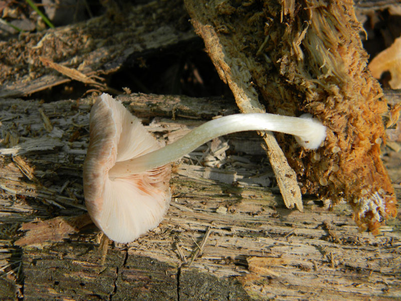 1)  Ritrovamenti del 26.07.2011.bosco di Quercia